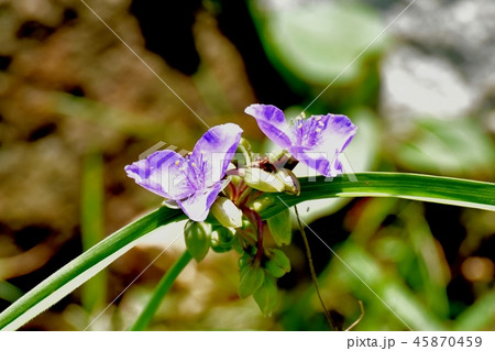 三鷹中原に咲くムラサキツユクサ 三鷹中原に咲くムラサキツユクサ 45870459