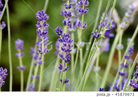 三鷹中原に咲く紫色のラベンダー 45870671