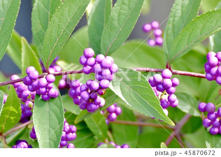 三鷹中原にになるコムラサキ 45870672