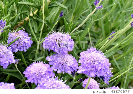 三鷹中原に咲く薄紫色のギリア 三鷹中原に咲く薄紫色のギリア 45870677