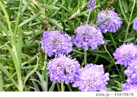 三鷹中原に咲く薄紫色のギリア 45870678