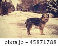 Dog under falling snow standing on empty street. 45871788