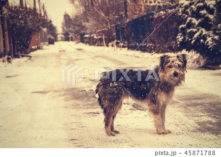 Dog under falling snow standing on empty street. Dog under falling snow standing on empty street. 45871788