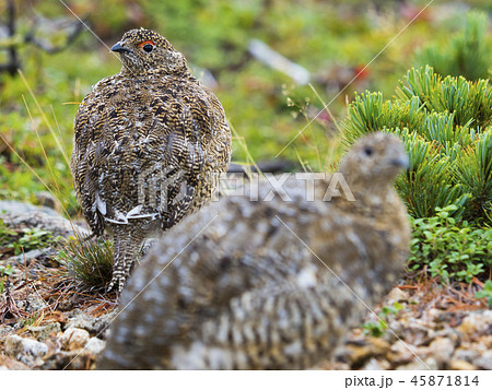 ライチョウ親子 45871814