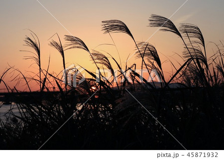 葦の穂＆夕日：夕焼けの空：大阪府枚方市 45871932