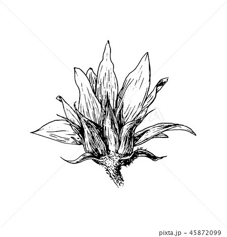 Sunflower hand drawn ink pen illustration 45872099