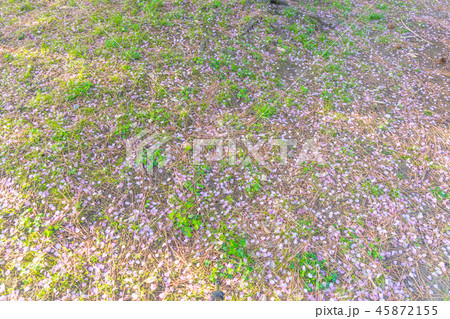 桜の花びら 45872155