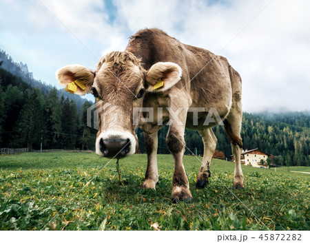 Brown cows grazing in an alpine meadow 45872282