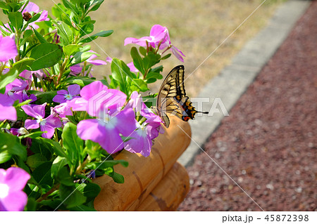 プランターの花にとまるキアゲハ プランターの花にとまるキアゲハ 45872398