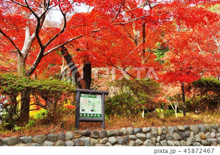 鎌倉源氏山公園紅葉スポットのモミジとハイキングコース案内板の写真素材