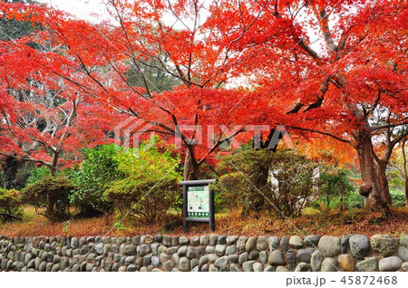 鎌倉源氏山公園紅葉スポットのモミジとハイキングコース案内板の写真素材