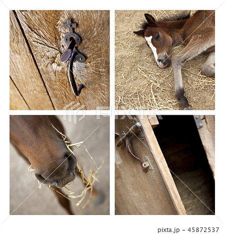 Clos up of a stable Clos up of a stable 45872537