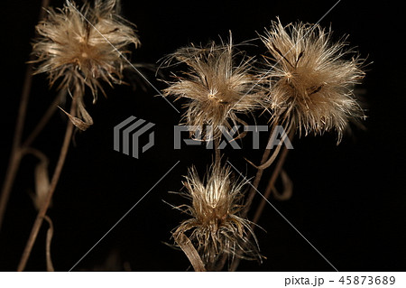 自然　植物　トネアザミ、果実です。キク科の植物で長い冠毛を持っています 45873689