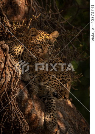 Leopard cub and mother lie in tree 45873741