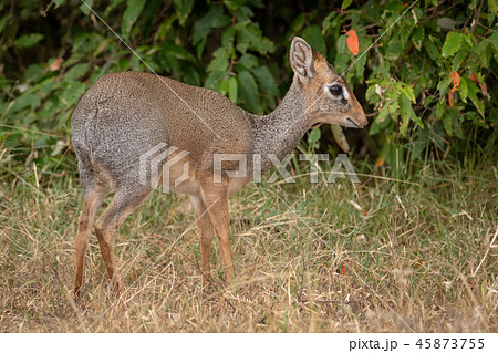 Kirk dik-dik eyes camera with bushes behind 45873755