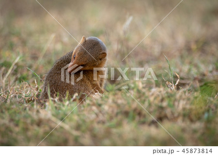 Dwarf mongoose sits grooming itself in grass 45873814