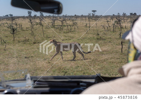 Driver of truck watching cheetah through windscree Driver of truck watching cheetah through windscree 45873816