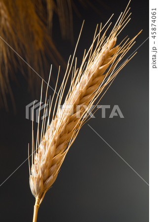 Detail Of Wheat On The Dark Background Detail Of Wheat On The Dark Background 45874061