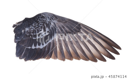 Wing of bird isolated on white background Wing of bird isolated on white background 45874114
