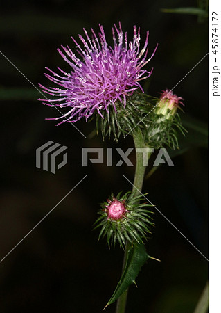 自然　植物　トネアザミ、花。針の様な総苞片が反り返っています。触ると「痛ッ！！」となります 45874172