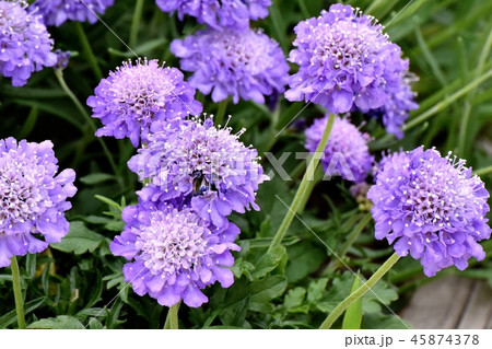 三鷹中原に咲く薄紫色のギリア 45874378