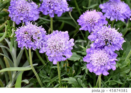 三鷹中原に咲く薄紫色のギリア 三鷹中原に咲く薄紫色のギリア 45874381