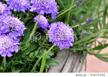 三鷹中原に咲く薄紫色のギリア 三鷹中原に咲く薄紫色のギリア 45874382