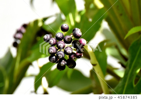 三鷹中原になるヤツデの実 三鷹中原になるヤツデの実 45874385