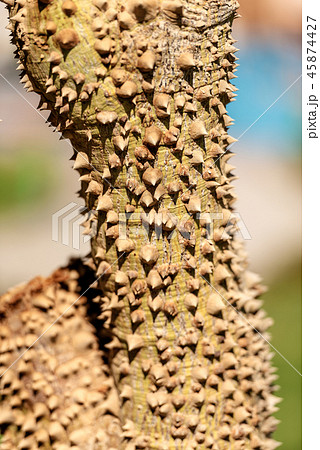 Tree Trunk with Large Thorns - Ceiba Speciosa 45874427