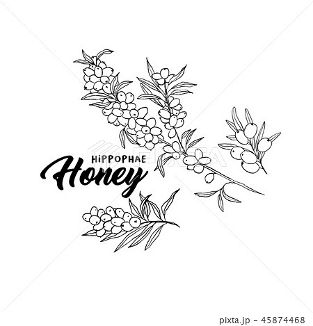 Sea buckthorn branches hand drawn sketch 45874468