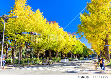 神奈川 横浜 山下公園通り 銀杏並木の写真素材