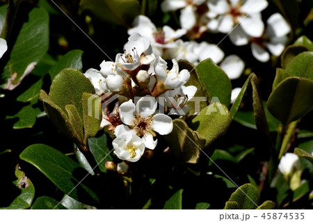 三鷹中原に咲くシャリンバイ(マルバシャリンバイ) 三鷹中原に咲くシャリンバイ(マルバシャリンバイ) 45874535
