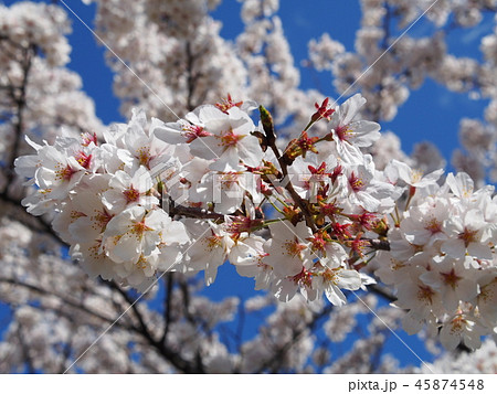 桜 45874548