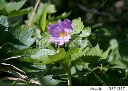 白根葵　シラネアオイ　花言葉は「優美」 45874557