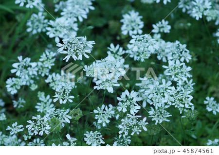 オルレア グランディフローラ　花言葉は「可憐な心」 45874561