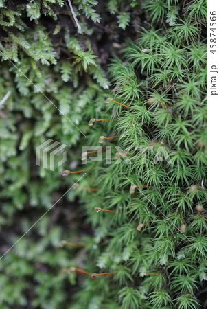 玉苔 蒴が弾けた後 玉苔 蒴が弾けた後 45874566