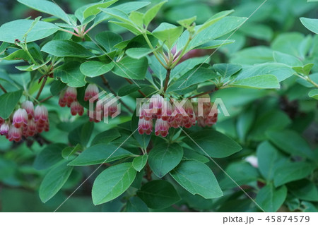 更紗灯台 サラサドウダン 花言葉は「明るい未来」 更紗灯台 サラサドウダン 花言葉は「明るい未来」 45874579