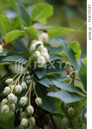 白灯台　シロドウダン　花言葉は「控えめな幸福」 45874587