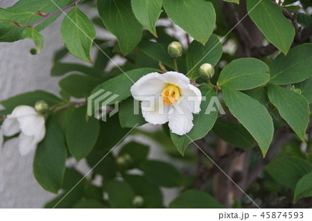 夏椿　ナツツバキ　花言葉は「愛らしい人」 45874593