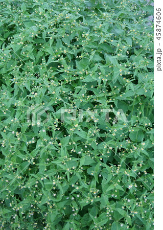 掃溜菊　ハキダメギク　花言葉は「不屈の精神」 45874606