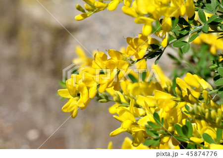 三鷹中原に咲くエニシダ ヒメエニシダ(姫金雀枝) 三鷹中原に咲くエニシダ ヒメエニシダ(姫金雀枝) 45874776