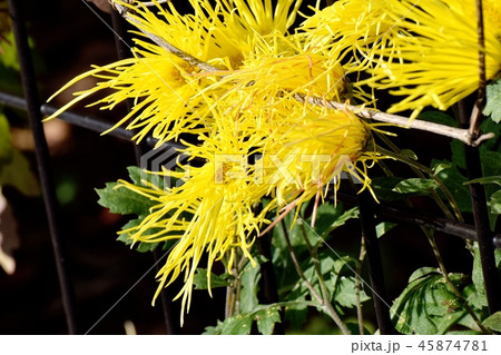 三鷹中原に咲く黄色いサガギク 45874781