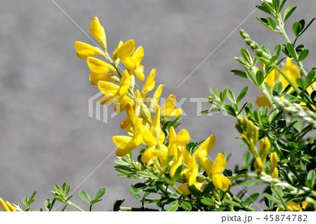 三鷹中原に咲くエニシダ ヒメエニシダ（姫金雀枝） 45874782