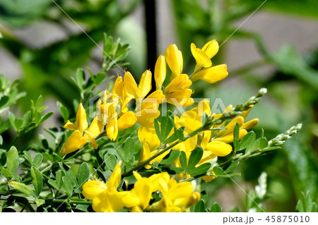 三鷹中原に咲くエニシダ ヒメエニシダ(姫金雀枝) 三鷹中原に咲くエニシダ ヒメエニシダ(姫金雀枝) 45875010