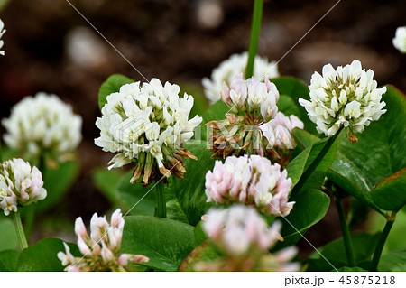 三鷹中原に咲くホワイトクローバー（シロツメクサ） 45875218