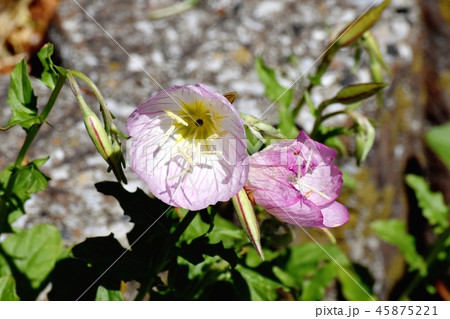 三鷹中原に咲くヒルザキツキミソウ 45875221