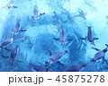 自由に泳ぐペンギン 45875278