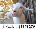 愛嬌のあるヤギ 45875279