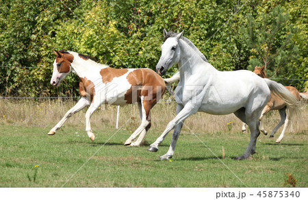 Batch of horses running on pasturage 45875340