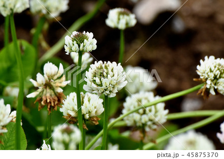 三鷹中原に咲くホワイトクローバー(シロツメクサ) 三鷹中原に咲くホワイトクローバー(シロツメクサ) 45875370